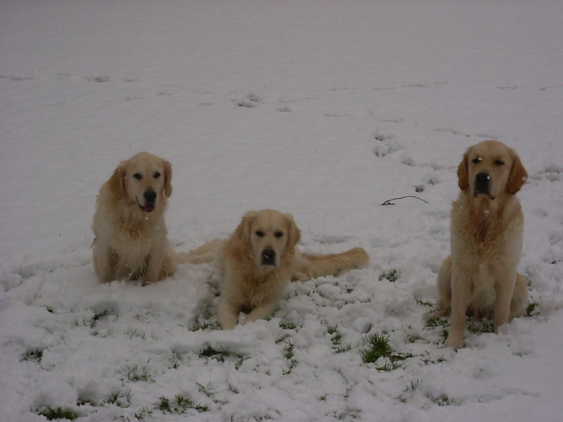 Buddy, Sky en Guus in de sneeuw