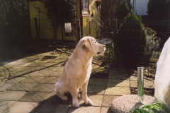 19 weken