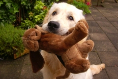 Puppy Voorbrengen
