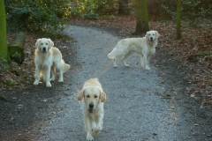 Sky, Guus & Buddy