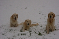 Buddy, Sky en Guus in de sneeuw