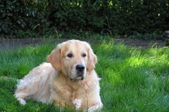 Liggen met een kluif.