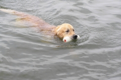 Apport uit het water