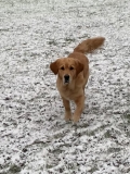 Eerste sneeuw