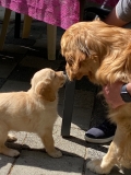 Lief